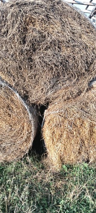 Vând baloți 65 buc.