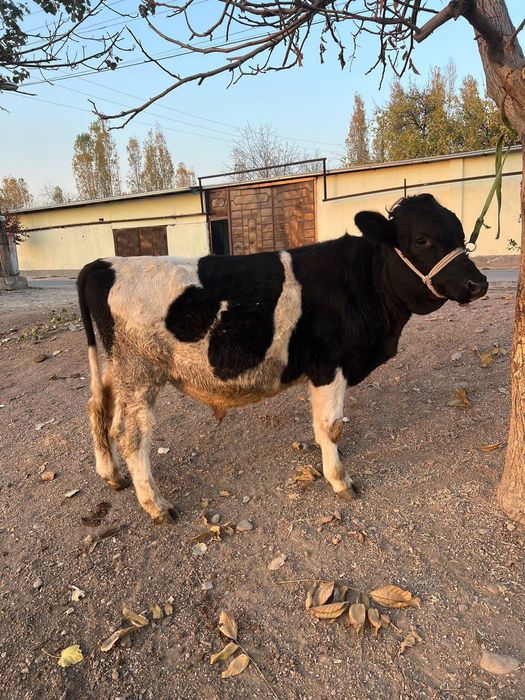 Buqacha 11 oylik sifat