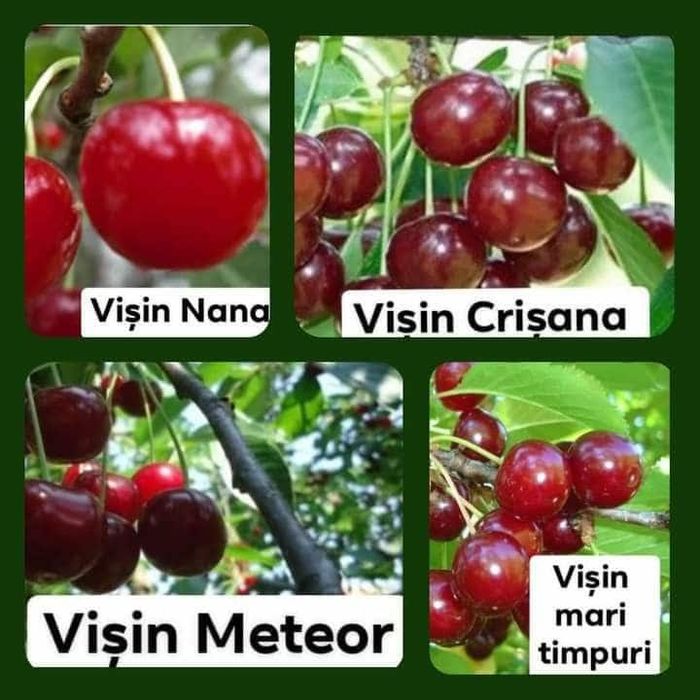 Vând Pomii Fructiferi Altoiți anul 2 si 3 direct de la PRODUCĂTOR