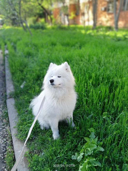 Самоед ищет невесту