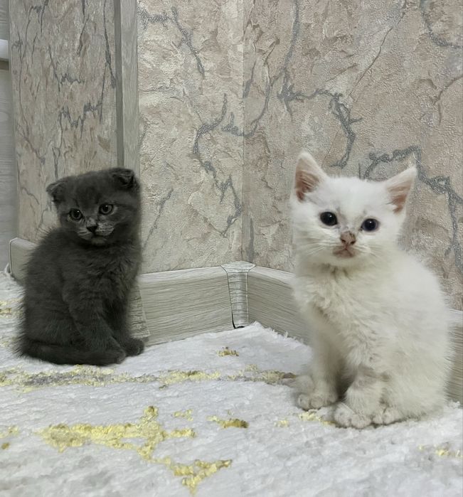 Продаётся чистокровный скотиш страйт белый