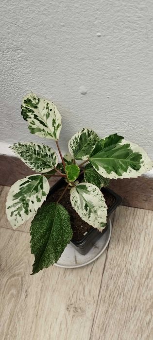 Цветя за продажба!