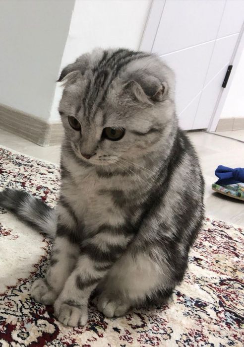 Мысық парода шотланский веслоуха