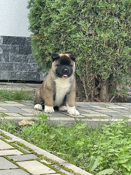 Akita American/Pedigree