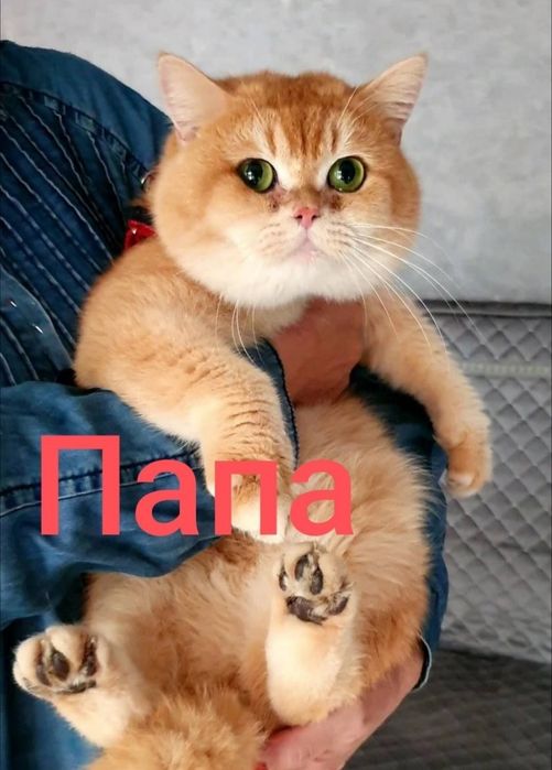 Шикарный Британец Золотая Шиншилла NY12