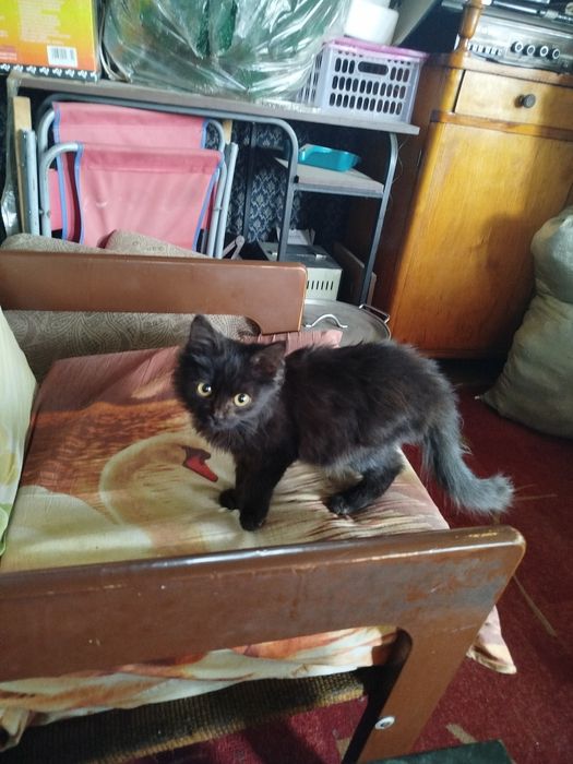 Отдам котенка мальчик