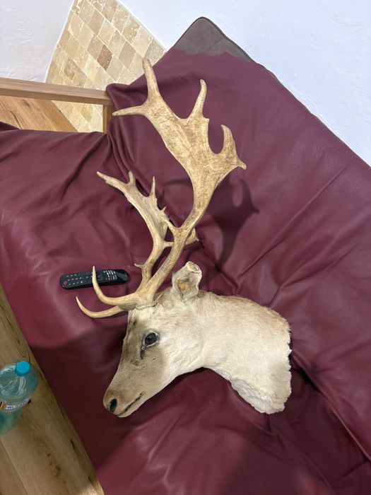 Trofeu cerb lopatar panoplie