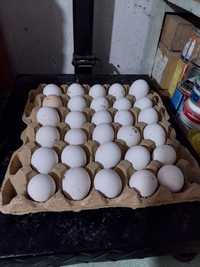 Продаю яйца домашние