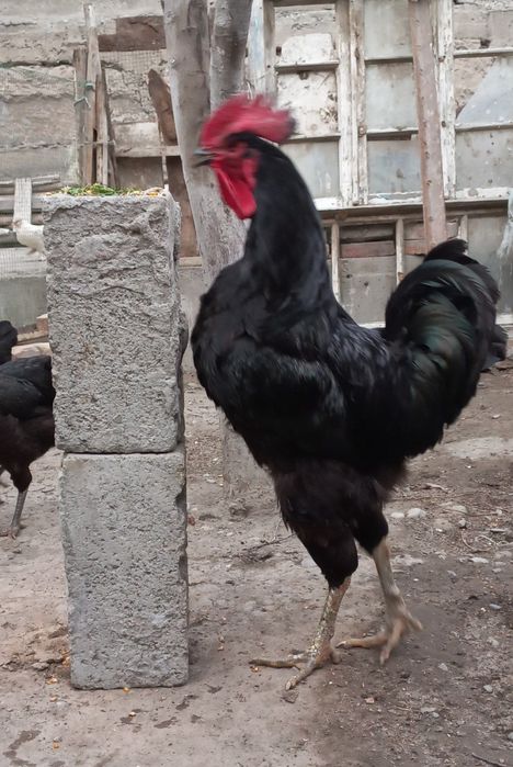 Qora shaxzoda sotiladi