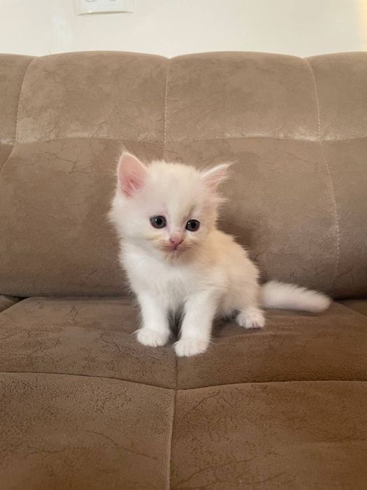 Продаються котятя турецкой ангоры