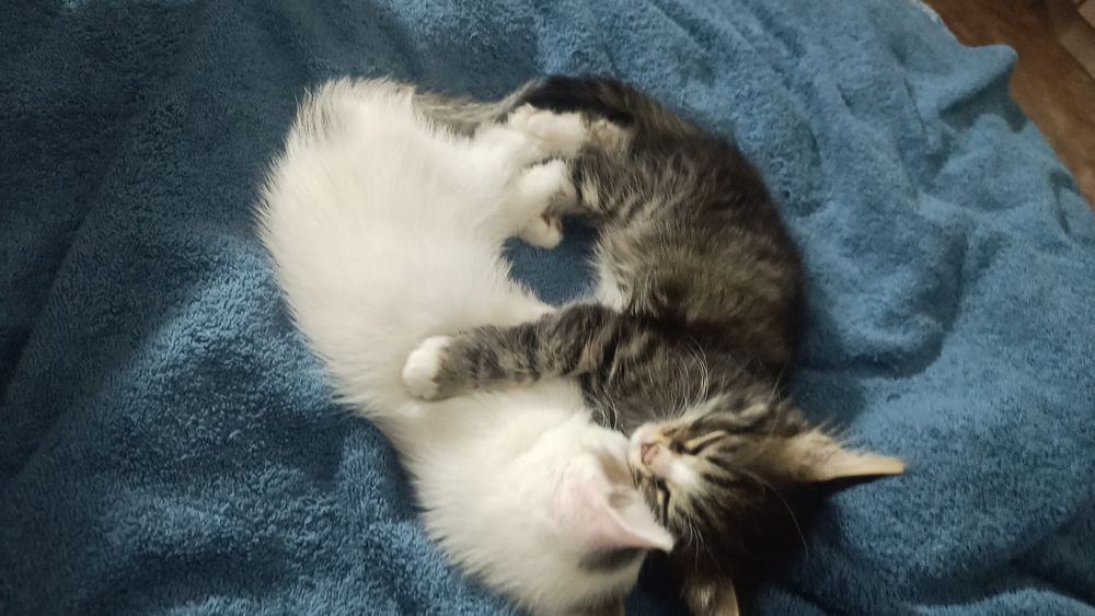Отдам двух котят в хорошие руки