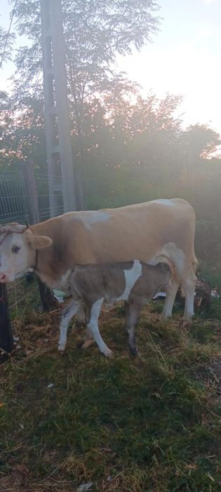 Vând vaca fara vițel