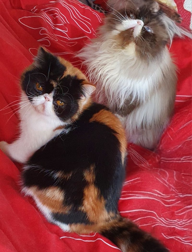 Персийско екзотично котенце