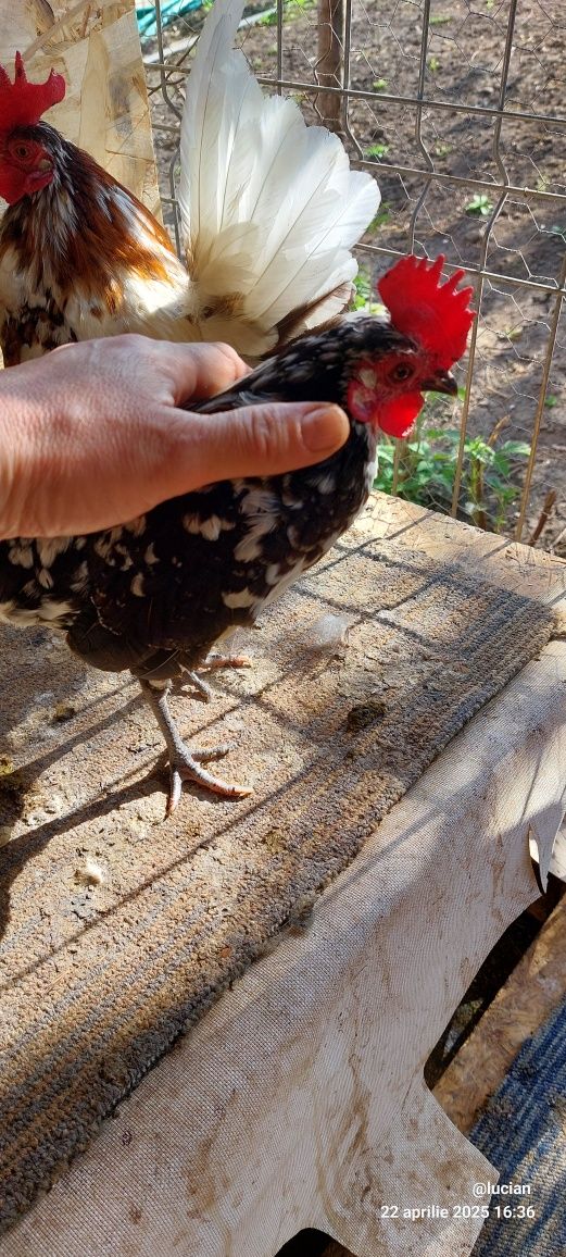 Cocosi americani varste si culori diferite