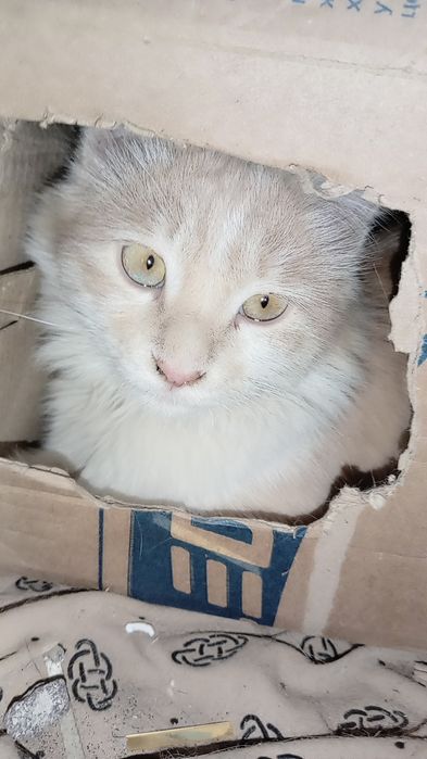 Qiz 1,2 yosh angarskiy parada yaxshi qollarga topshira man