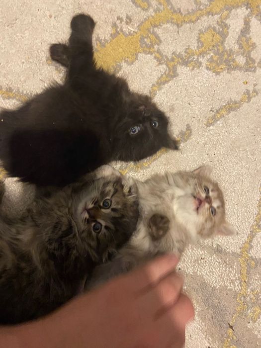 Отдам котят в добрые руки шотландские