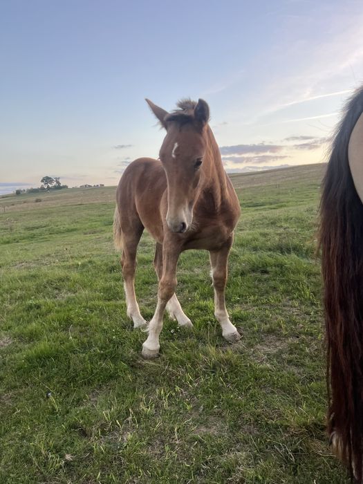 Vand manza de 5 luni