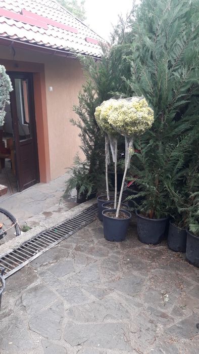 Pentru o gradina de vis nu ezitați sa ne contactați