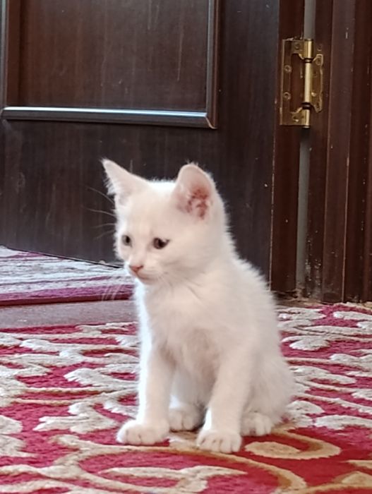 Turkish angora mushukcha