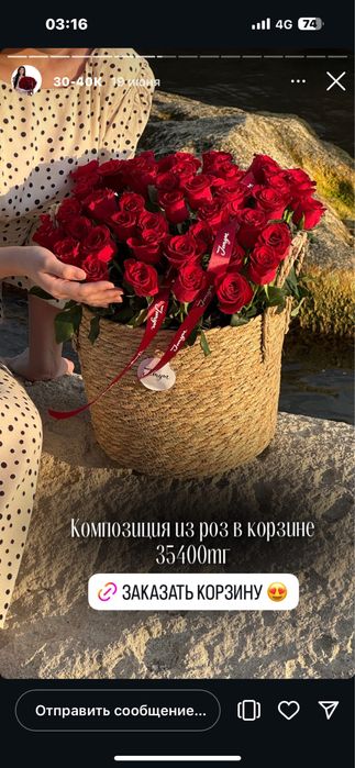 Жаңа алдым 51 роза белый роза