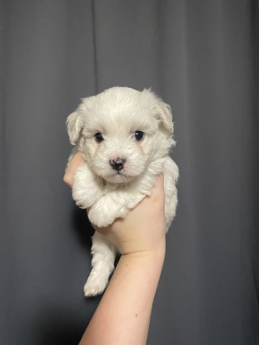 bichon maltez pui