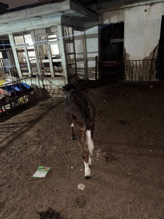 Mol sotiladi gunajin