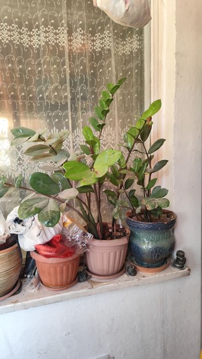 Замиокулькас. Долларовое дерево. Комнатные цветы.