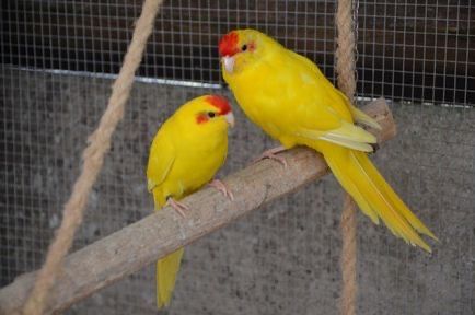 Продавам папагали Кикирики жълти и зелени