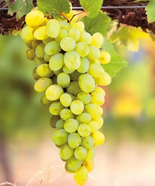 Vita de Vie Alba de Masa ( Nobila Altoita )