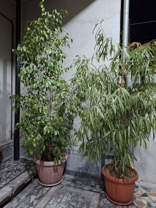 Фикус бенжамин и Фикус бенедикта