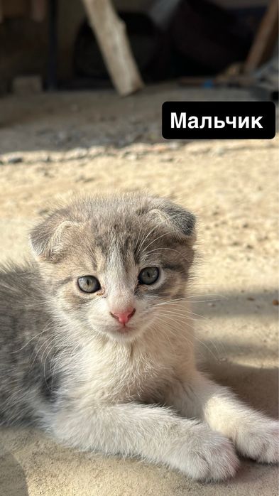 Котята  2 месяца