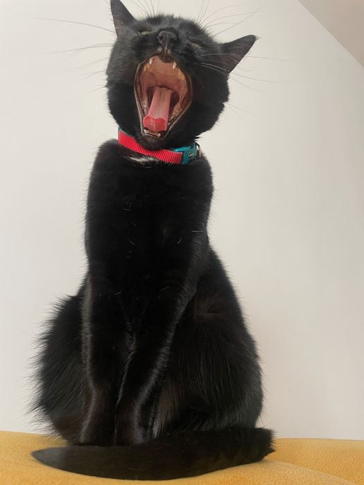 Подарявам Домашно Гледана Котка