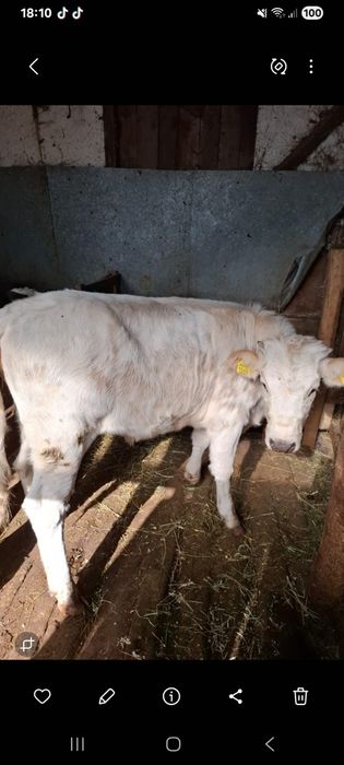 Vand vitea din monta artificiala