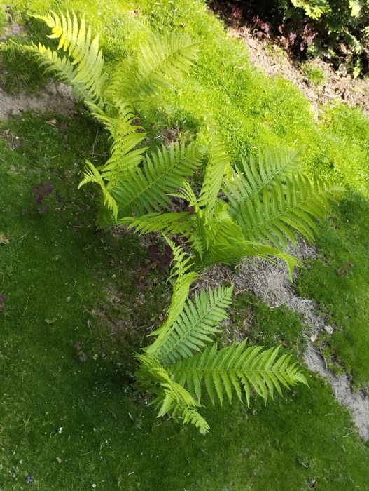 Садовые цветы Саженцы растения Каскелен