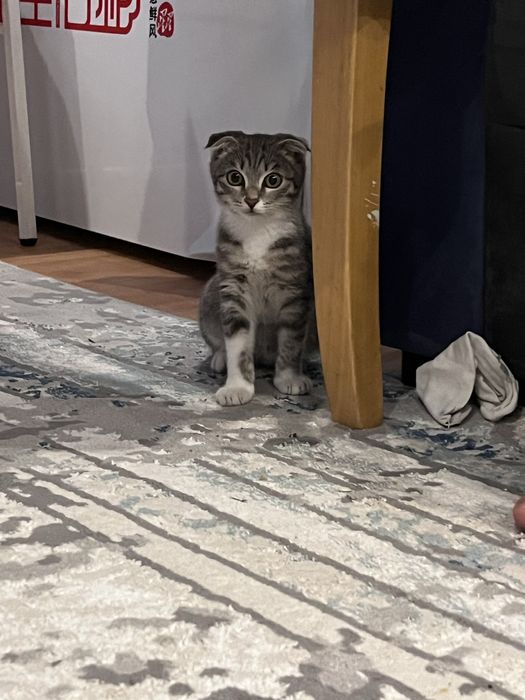 Кошки домошниий живодной