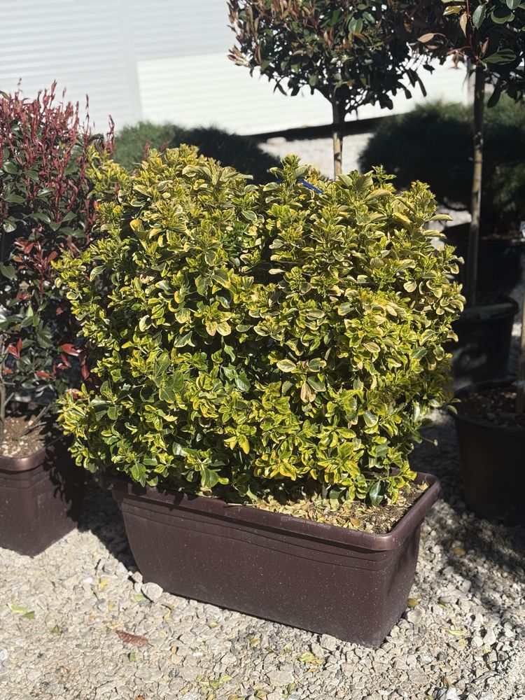 Plante ornamentale-palmier/maslin/euonymus/pin tija/photinia/cedru