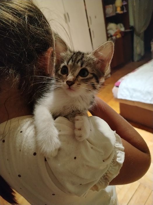 Отдам в хорошие ручки