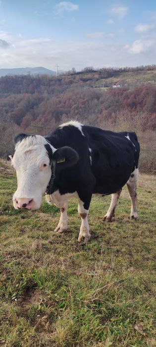 De vînzare Vacă Gestancă în 6 luni