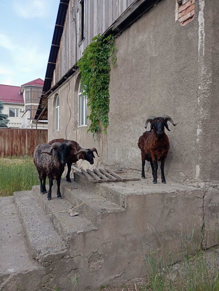 Кошкар курбан айтка