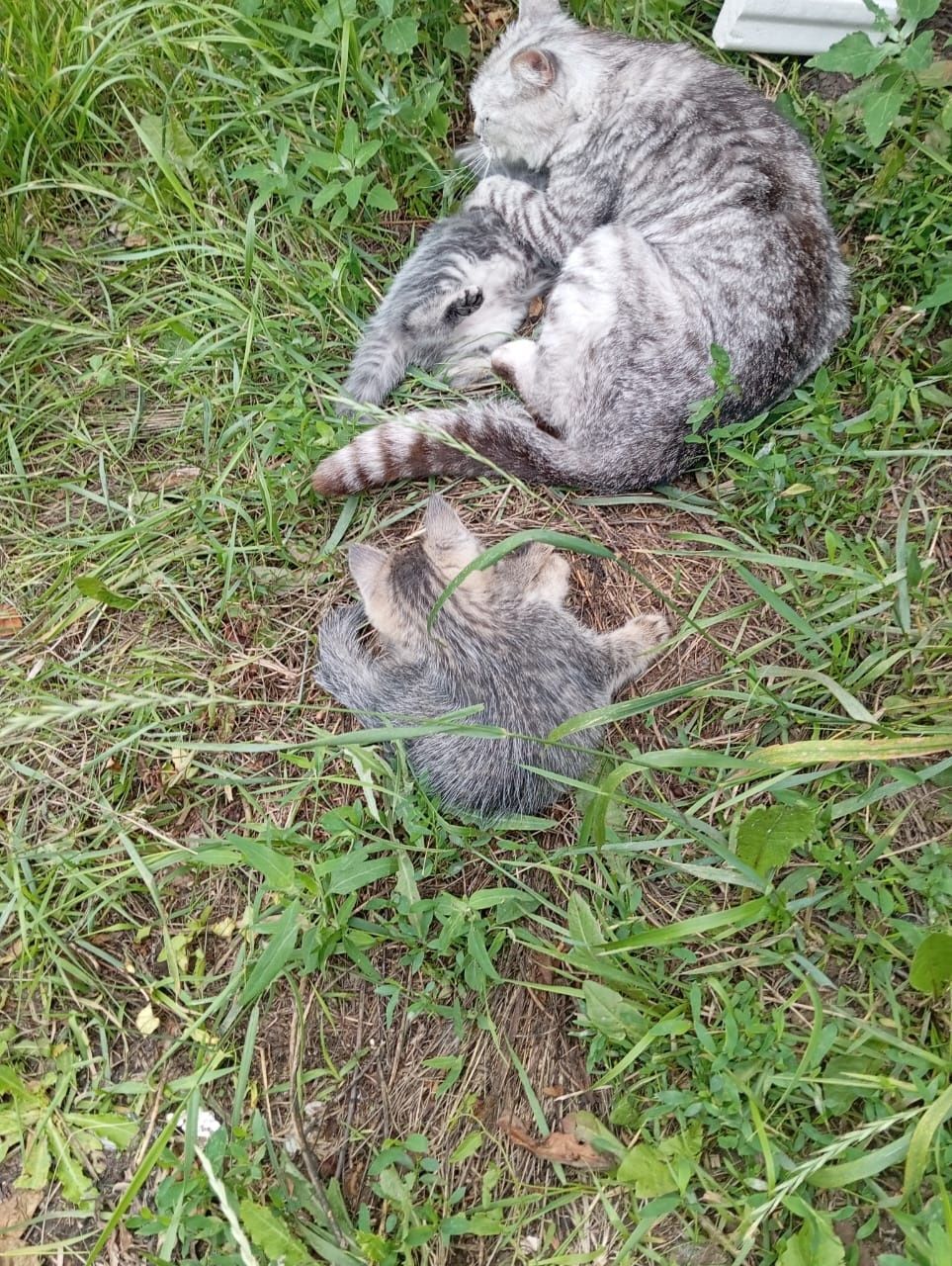 Котята бесплатно
