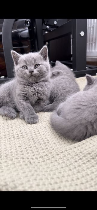 Британски късокосмести котета