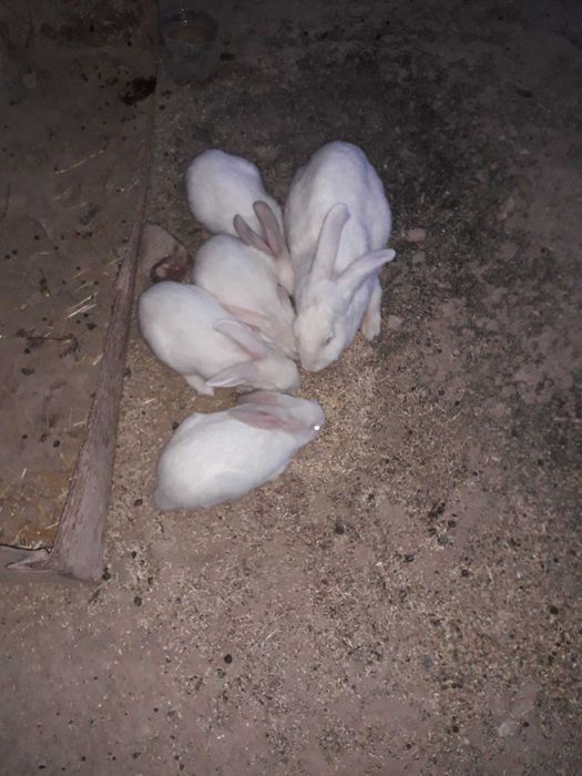 Кролики адрес Самарканд раен Шодимурод ресторан утканда Нуробод кишлок