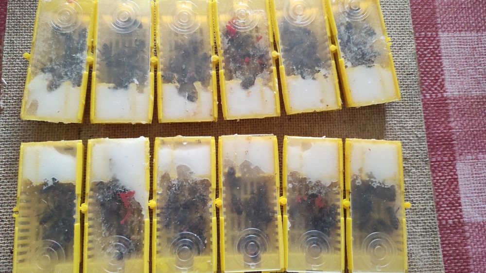 Regine matci albine buckfast vsh carnica carpatina