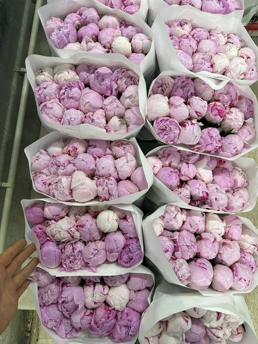 Пионы Голландские, розы большой выбор