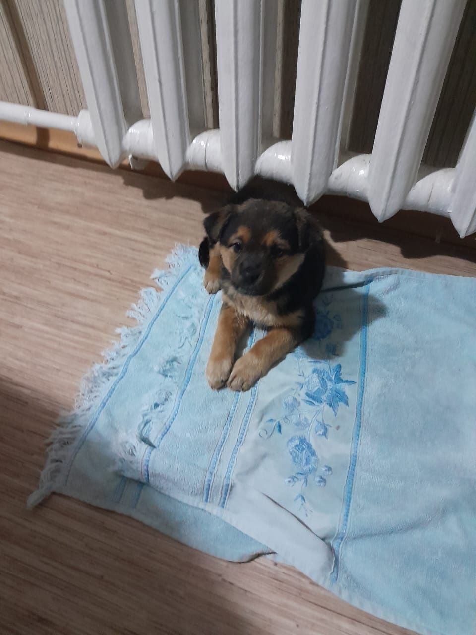 Щенки в добрые руки