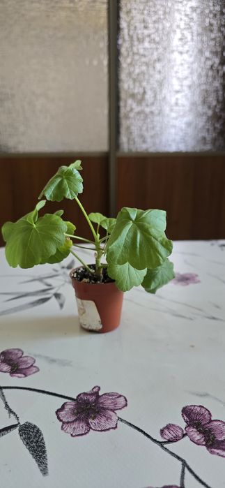 Продам комнатные цветы