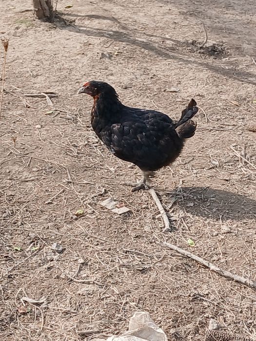 De vânzare,puicute rasă mixtă