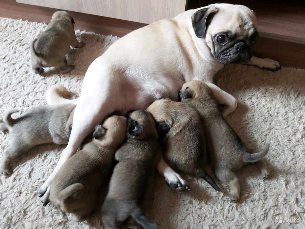Мопс, 1,5 мес, щенки мопса