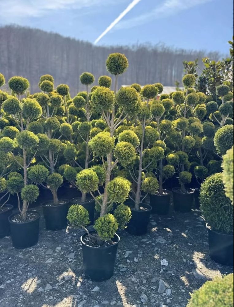 Plante ornamentale
