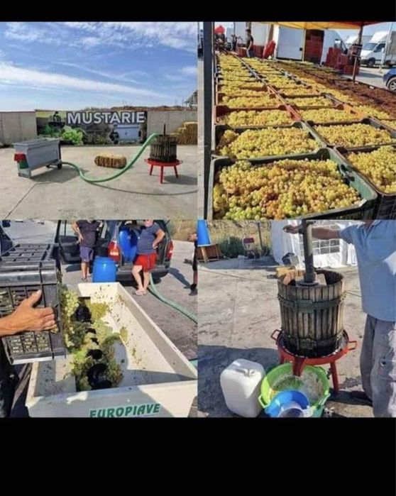 Vand struguri pentru vin !